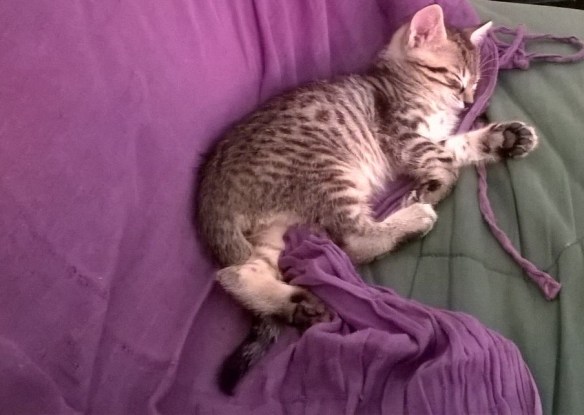 IMG-20160815-WA0002 (2)